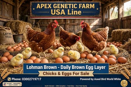 Lohman brown