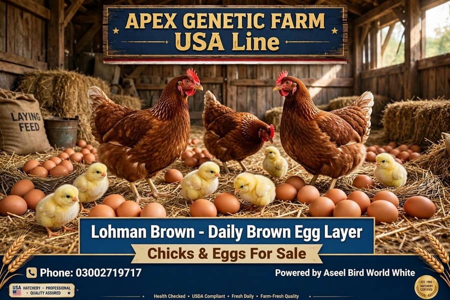 Lohman brown 0