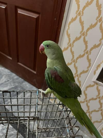 Raw Parrot 6 month old