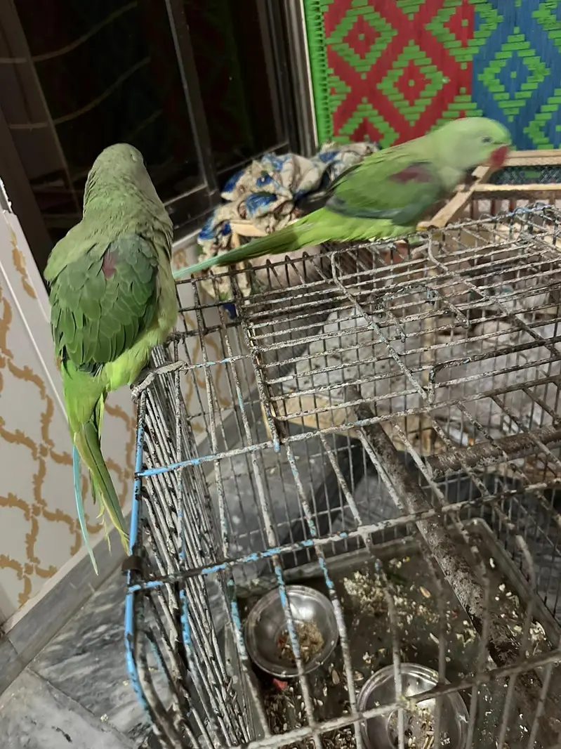 Raw Parrot 6 month old — photo 2
