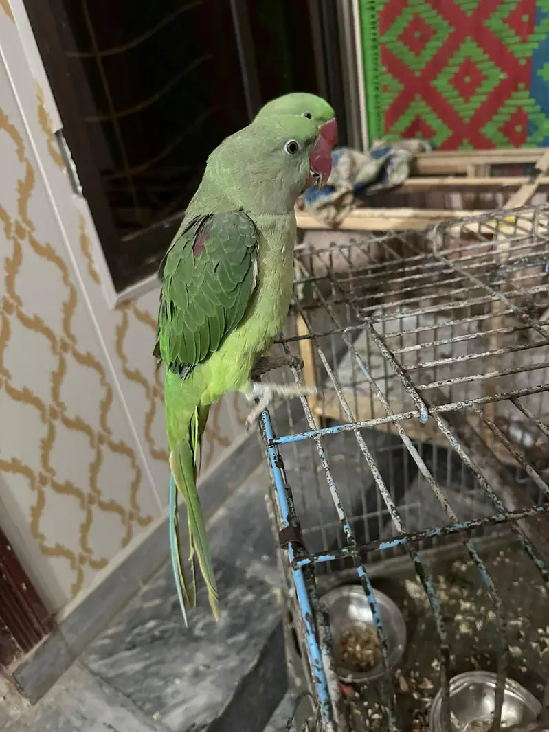Raw Parrot 6 month old — photo 3
