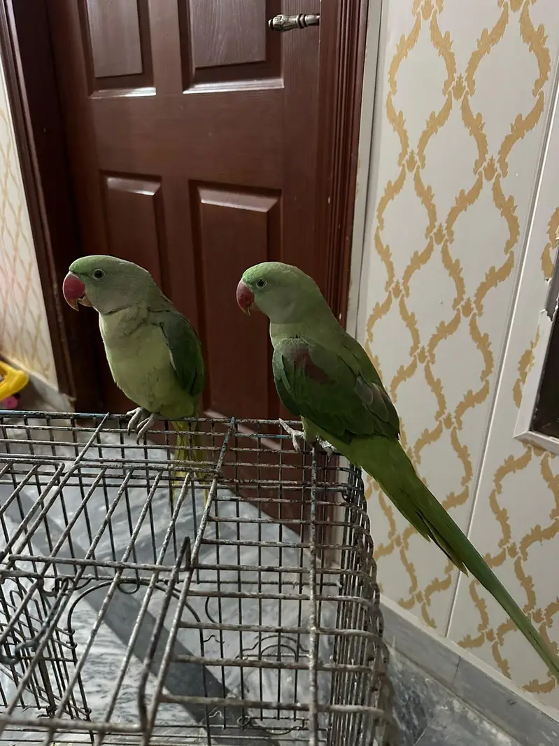 Raw Parrot 6 month old — photo 4