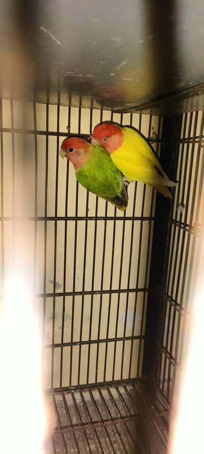 opline redhood pair for Sale