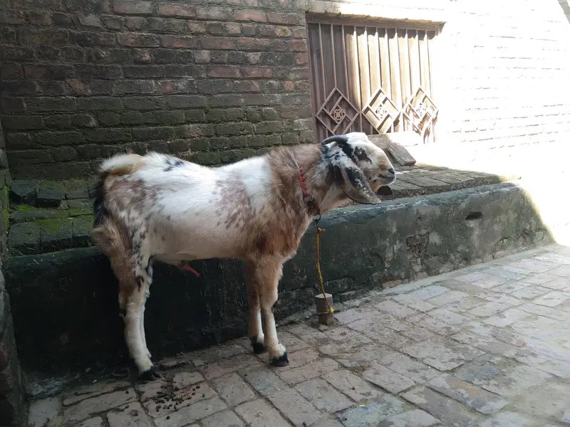 2 dant andal bakra for sale 03216193283 — photo 2
