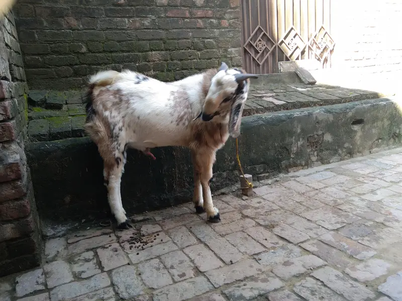 2 dant andal bakra for sale 03216193283 — photo 3