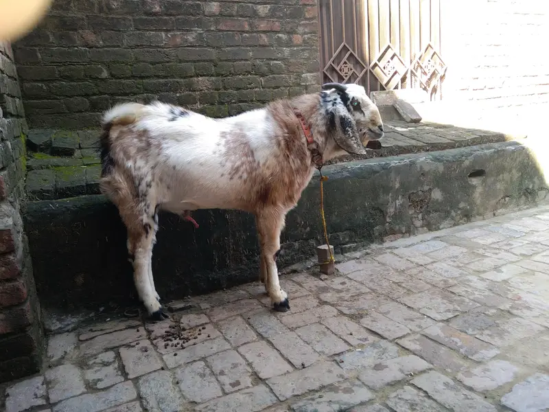 2 dant andal bakra for sale 03216193283 — photo 4