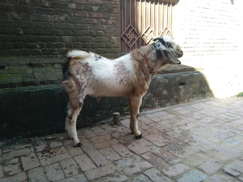 2 dant andal bakra for sale 03216193283 — photo 5