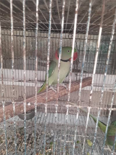 raw parrot