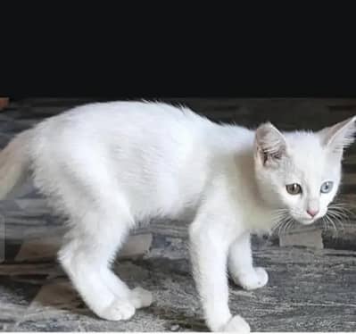Wite cats