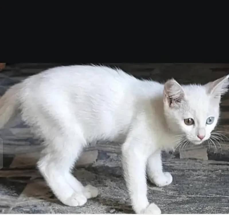 Wite cats 0