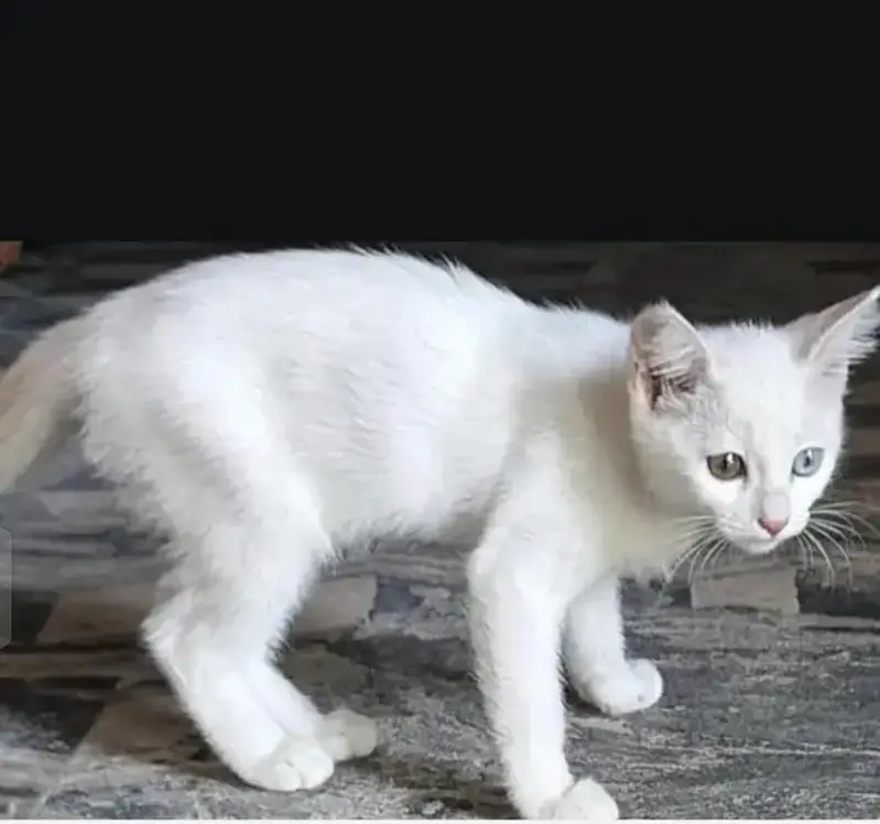 Wite cats