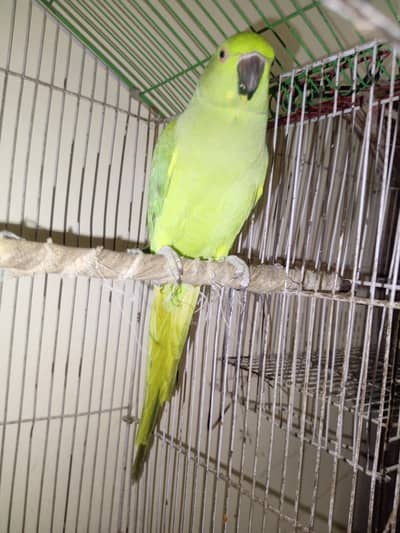 green female parrot