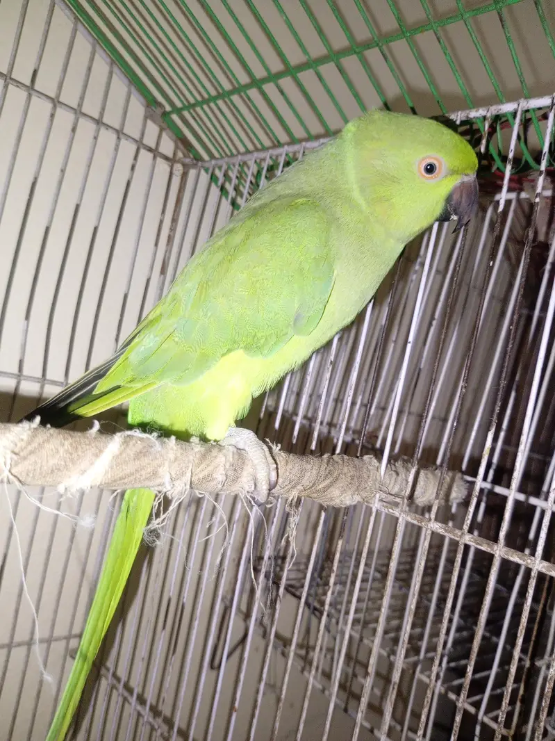 green female parrot — photo 2