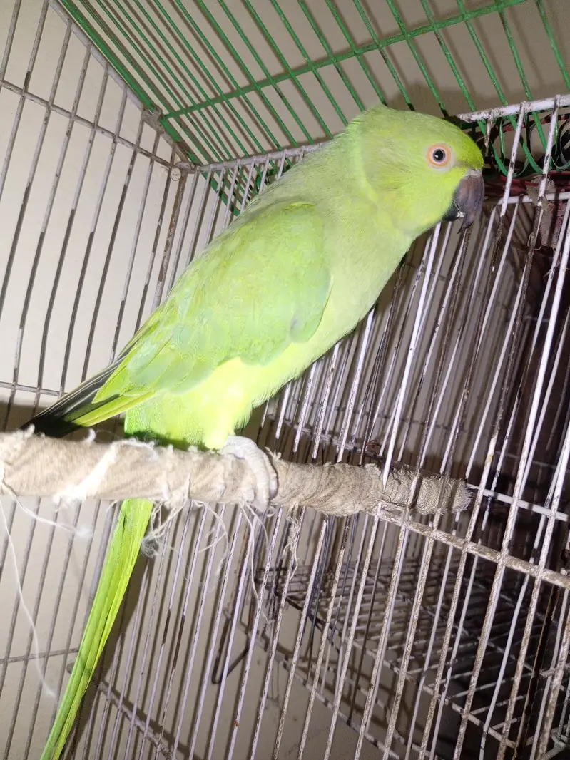 green female parrot — photo 3