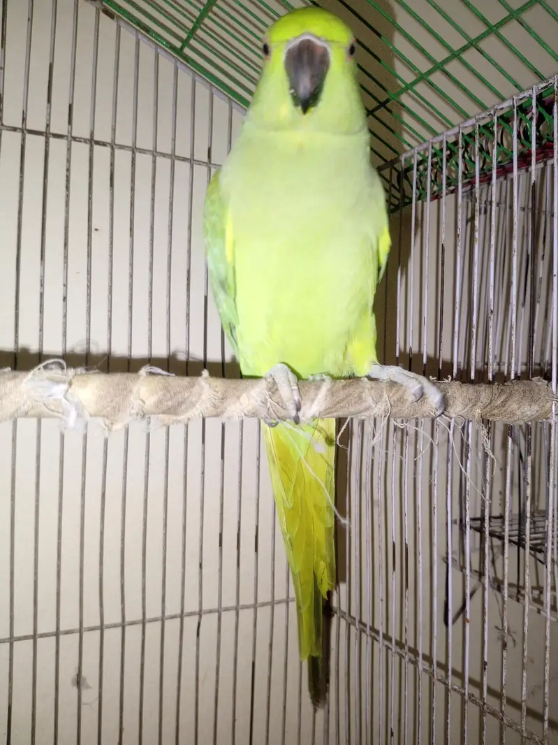 green female parrot — photo 4