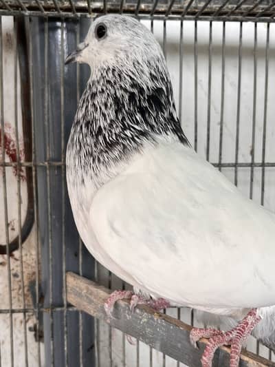 Bajrai pigeon