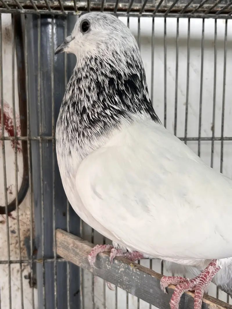 Bajrai pigeon