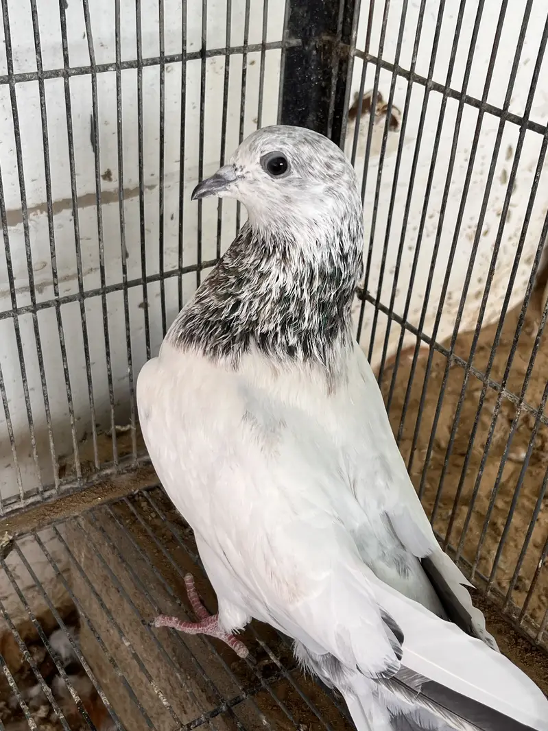 Bajrai pigeon — photo 2