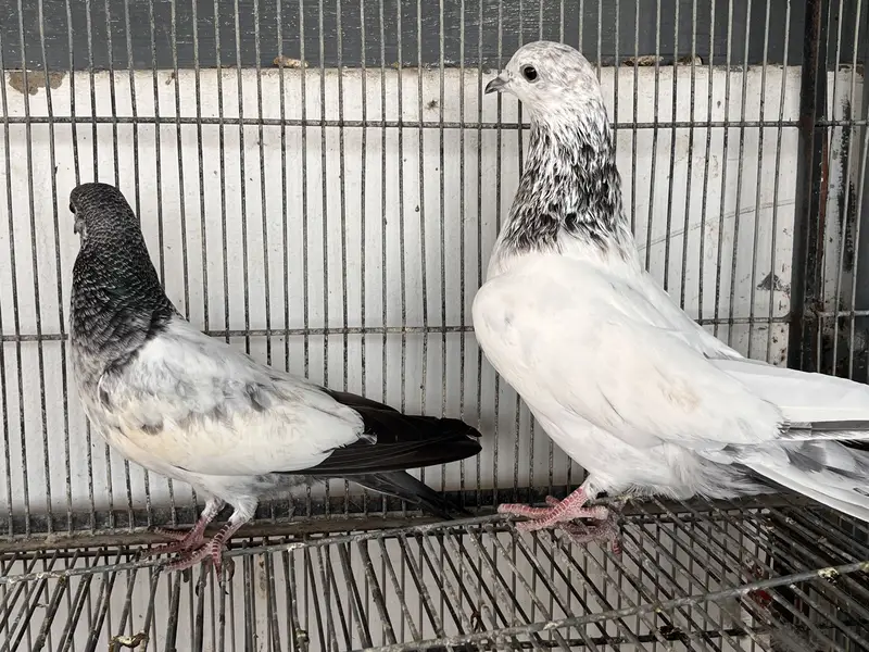 Bajrai pigeon — photo 3