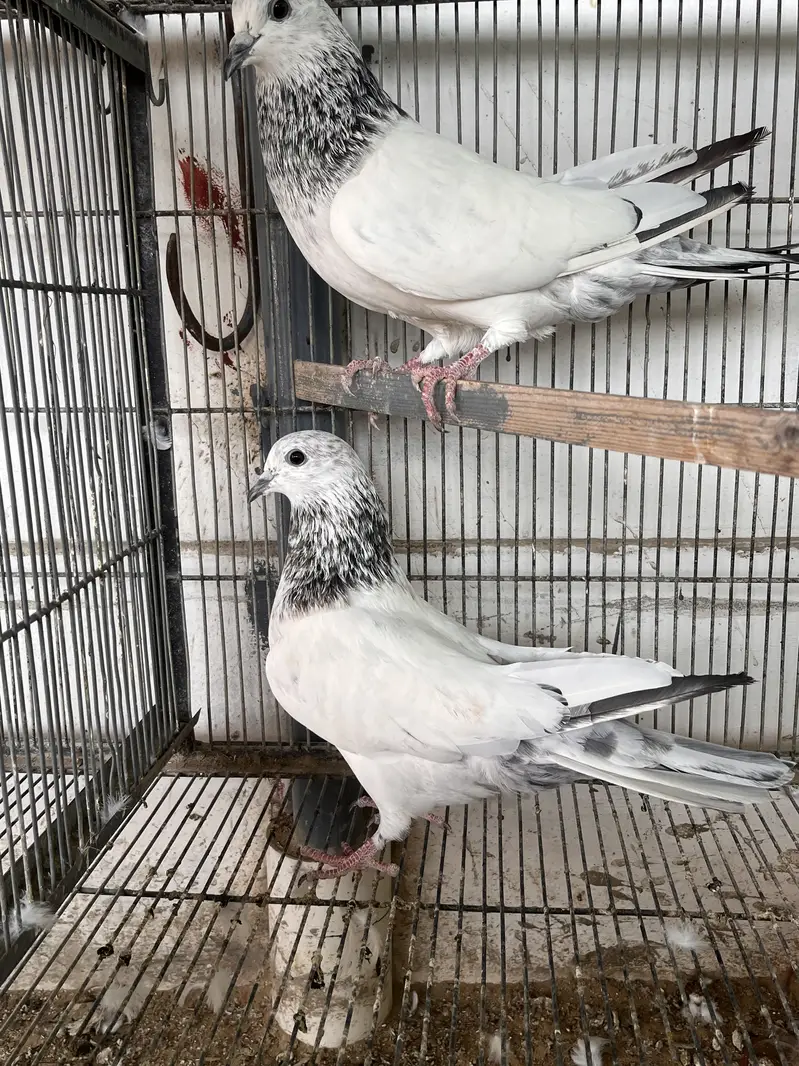 Bajrai pigeon — photo 4