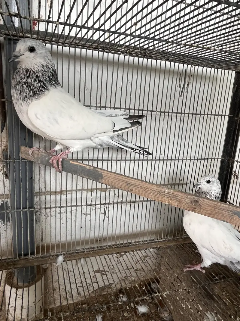Bajrai pigeon — photo 5