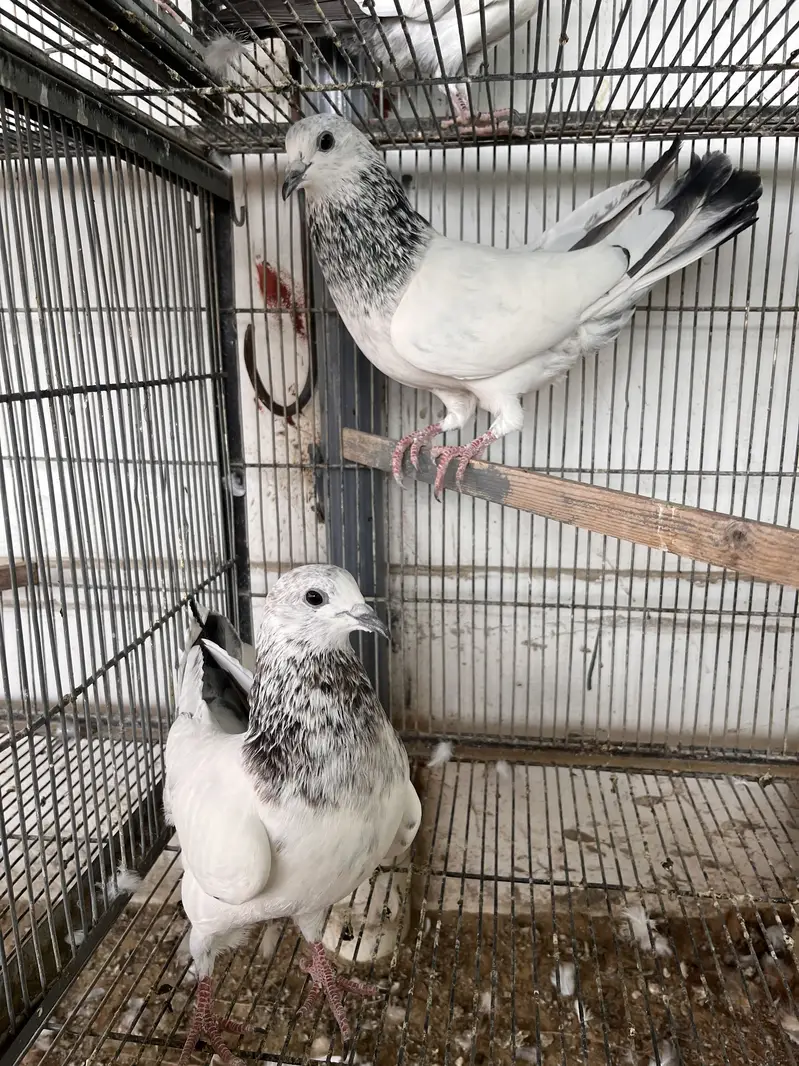 Bajrai pigeon — photo 6