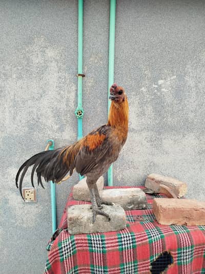 blue dragon male | 8 months 03034908432