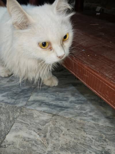 Persian Tripple Coted Female Cat for sale