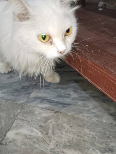 Persian Tripple Coted Female Cat for sale