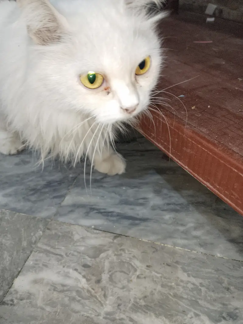 Persian Tripple Coted Female Cat for sale — photo 2