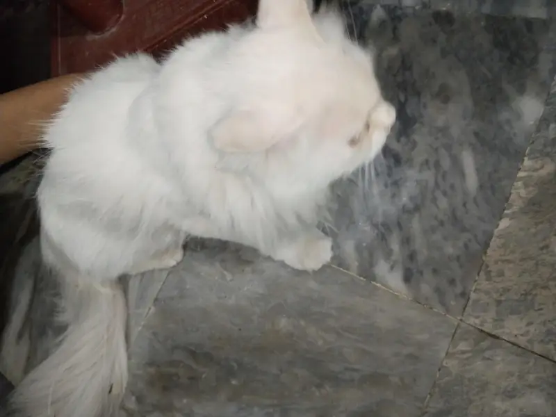 Persian Tripple Coted Female Cat for sale — photo 3