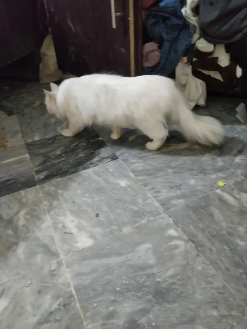 Persian Tripple Coted Female Cat for sale — photo 4