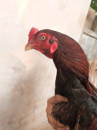 Aseel male available