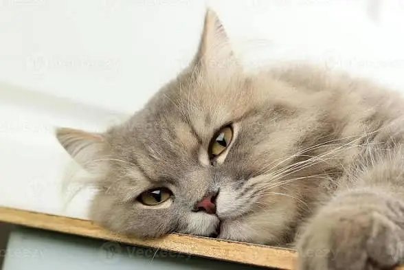 pure Persian female