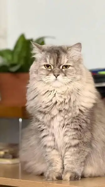 pure Persian female — photo 2