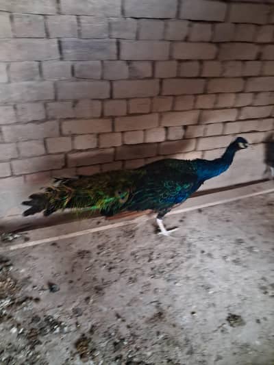 black shoulder peacock male