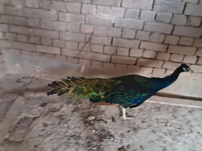 black shoulder peacock male — photo 2