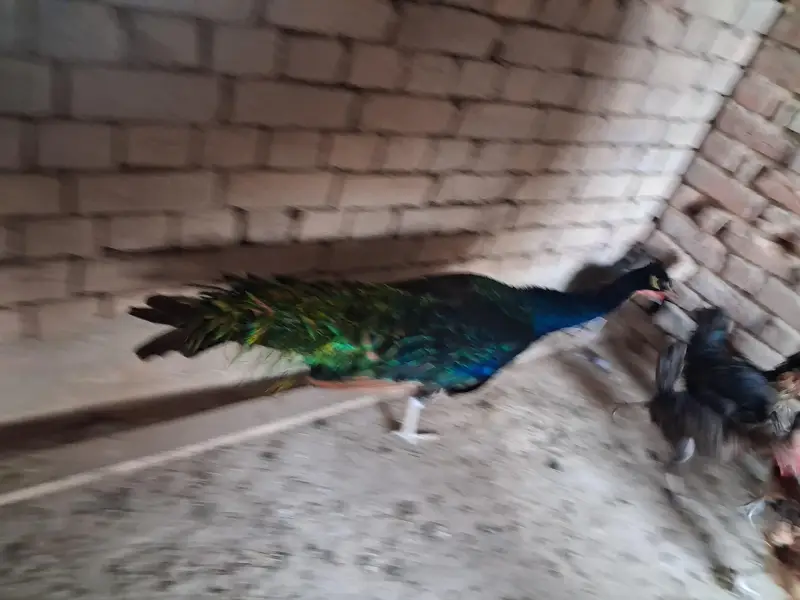 black shoulder peacock male — photo 3