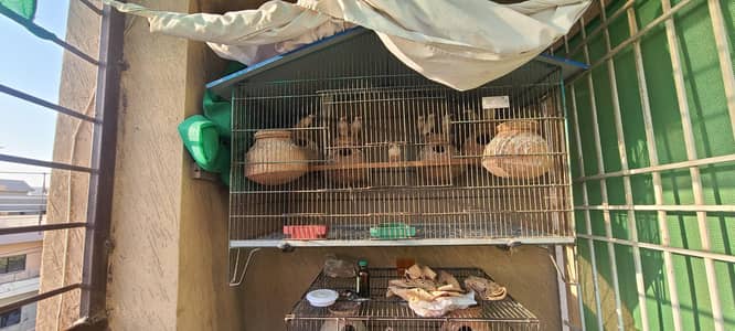 2 iron birds cages