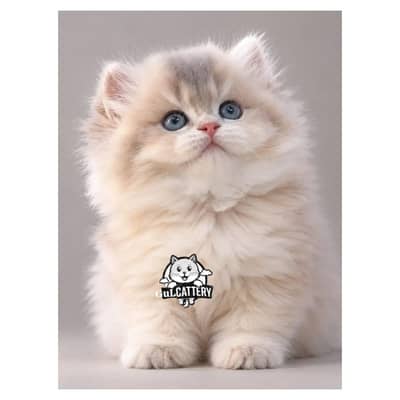 Persian British punch face piki face kitten cat available
