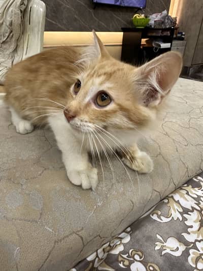 Kittens for sale
