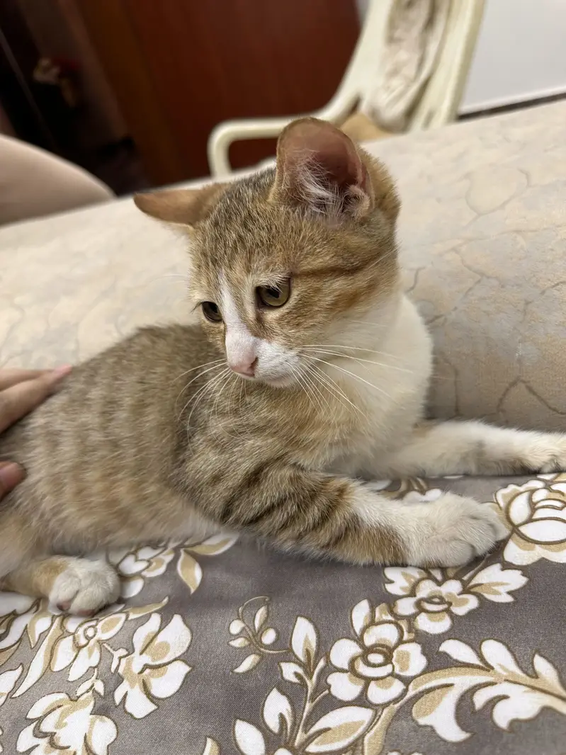 Kittens for sale — photo 2