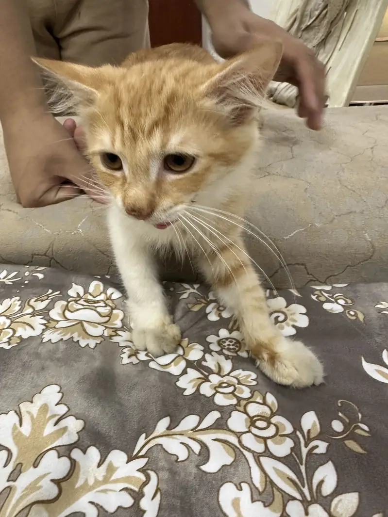 Kittens for sale — photo 3