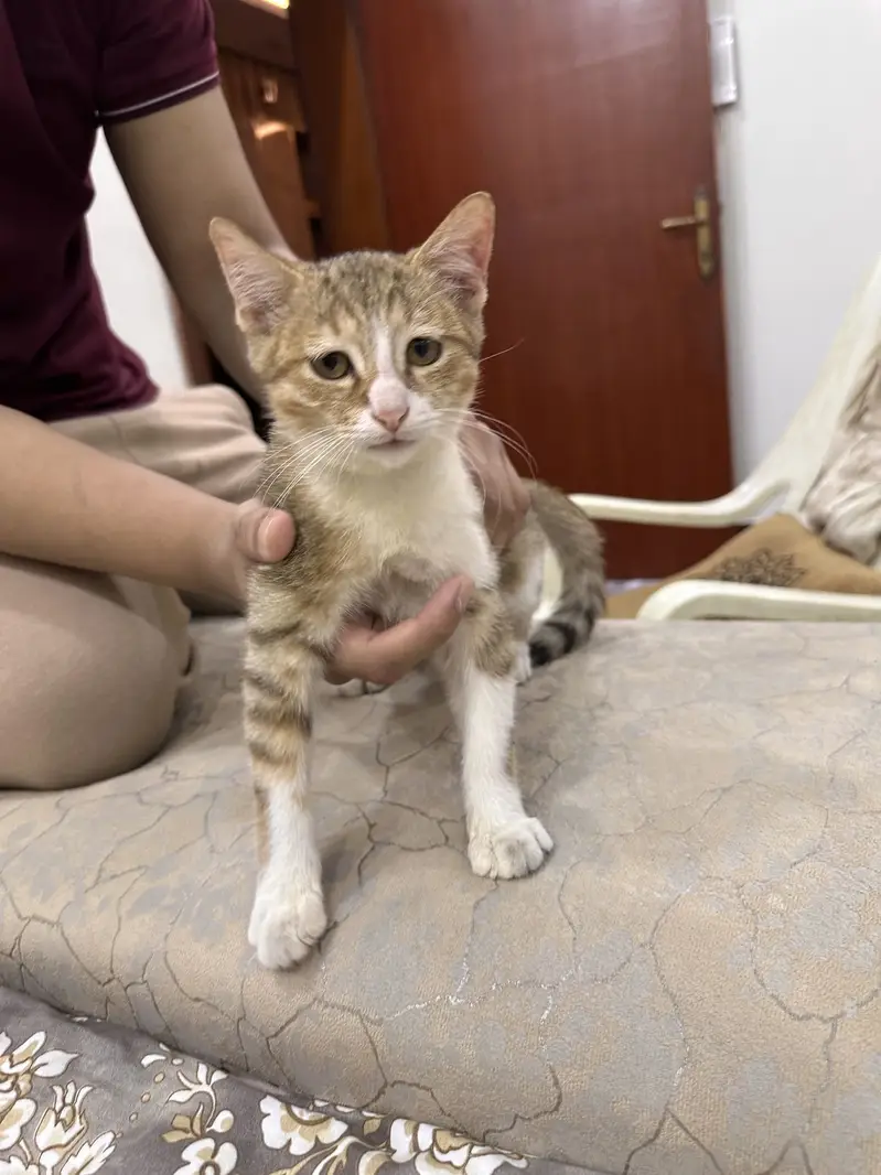 Kittens for sale — photo 4