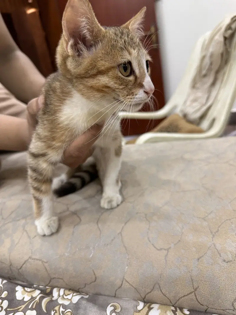 Kittens for sale — photo 5