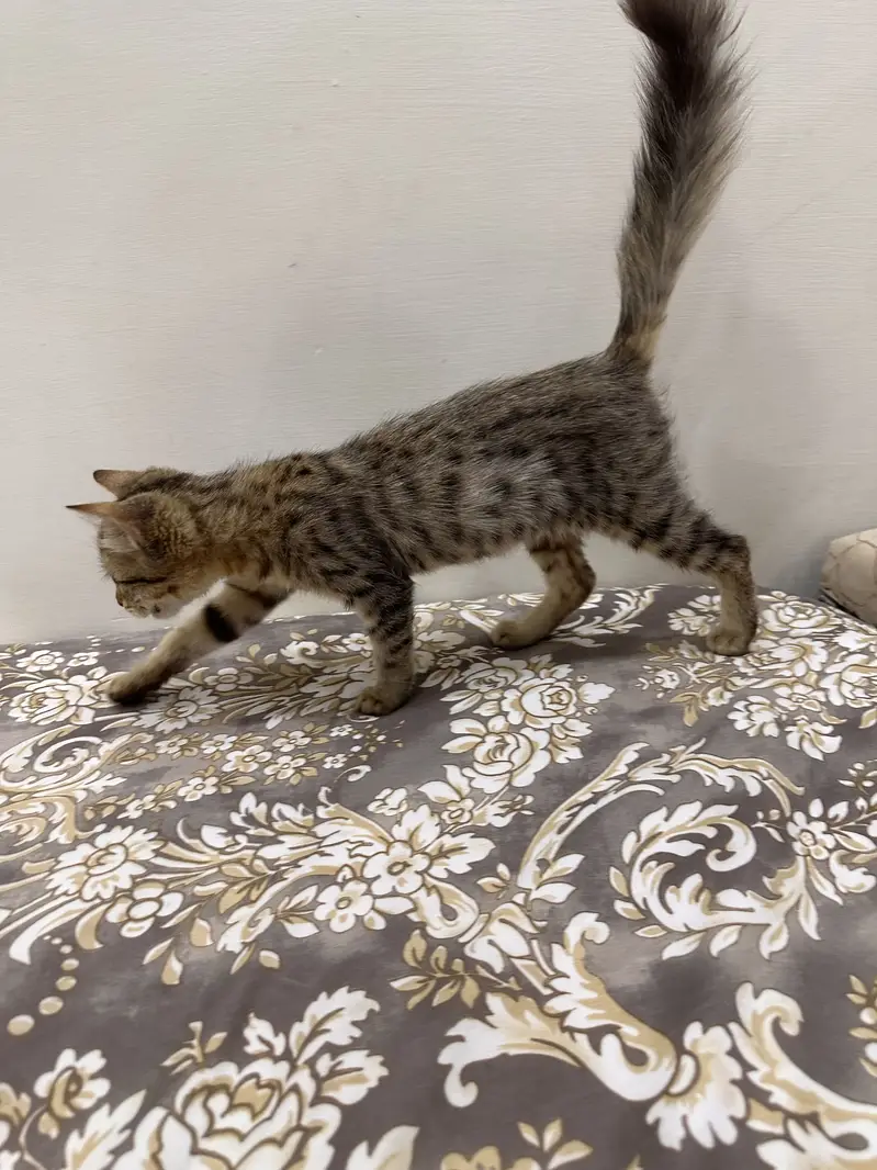 Kittens for sale — photo 6