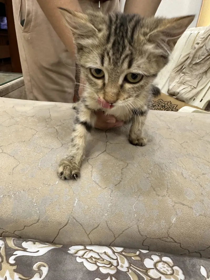 Kittens for sale — photo 7