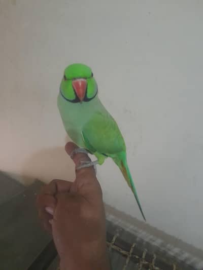 hand tame mitho