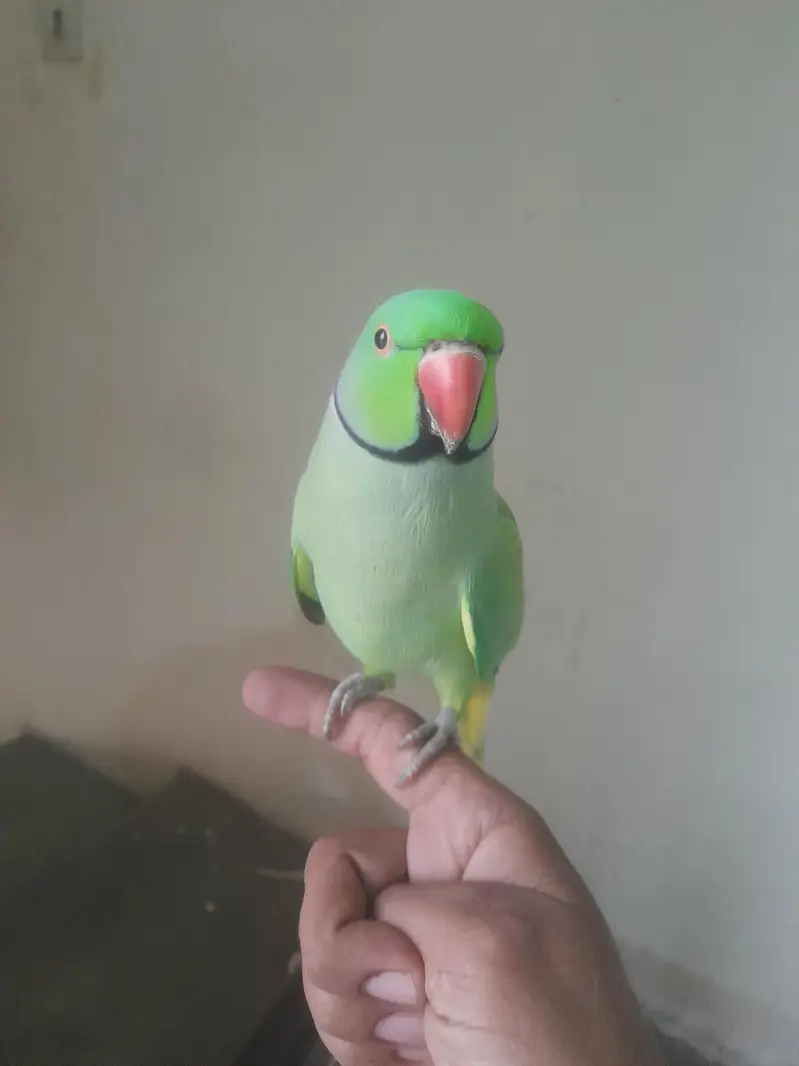 hand tame mitho — photo 2