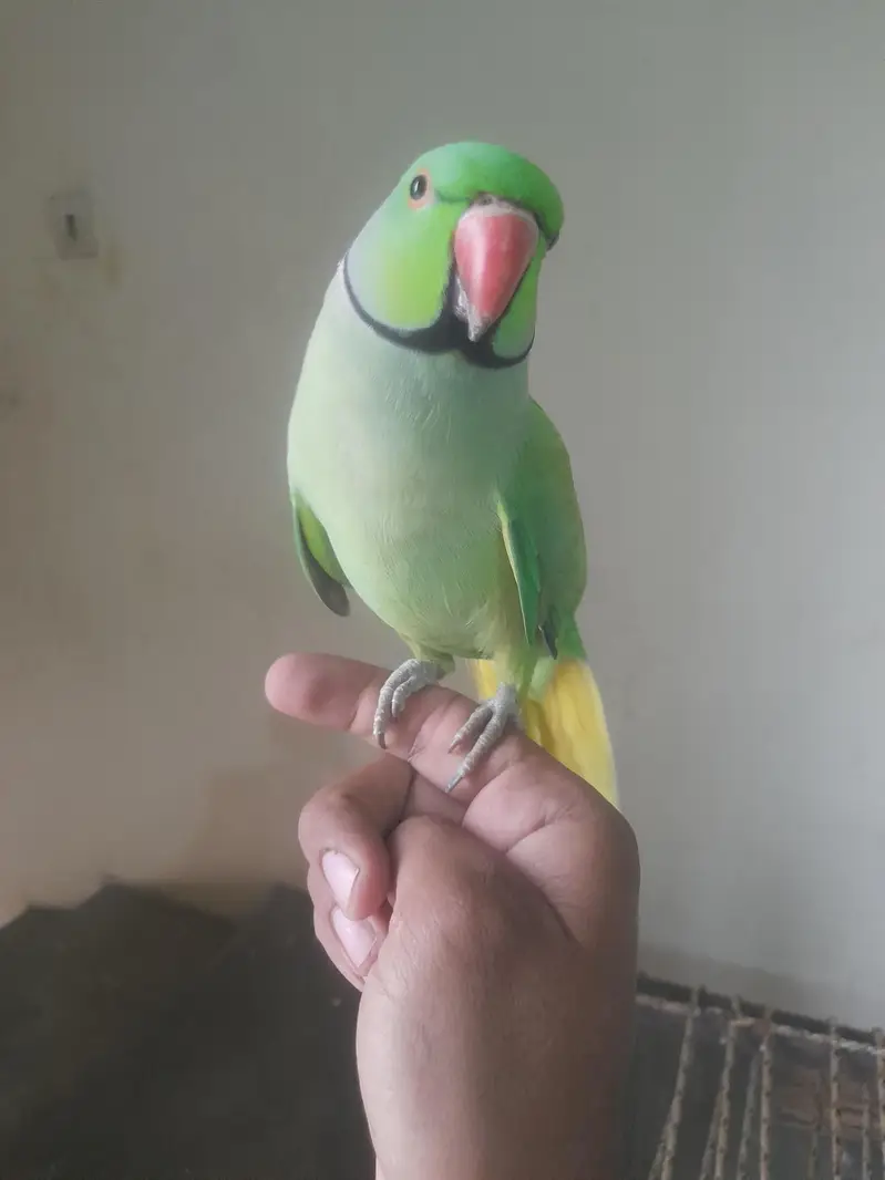 hand tame mitho — photo 3